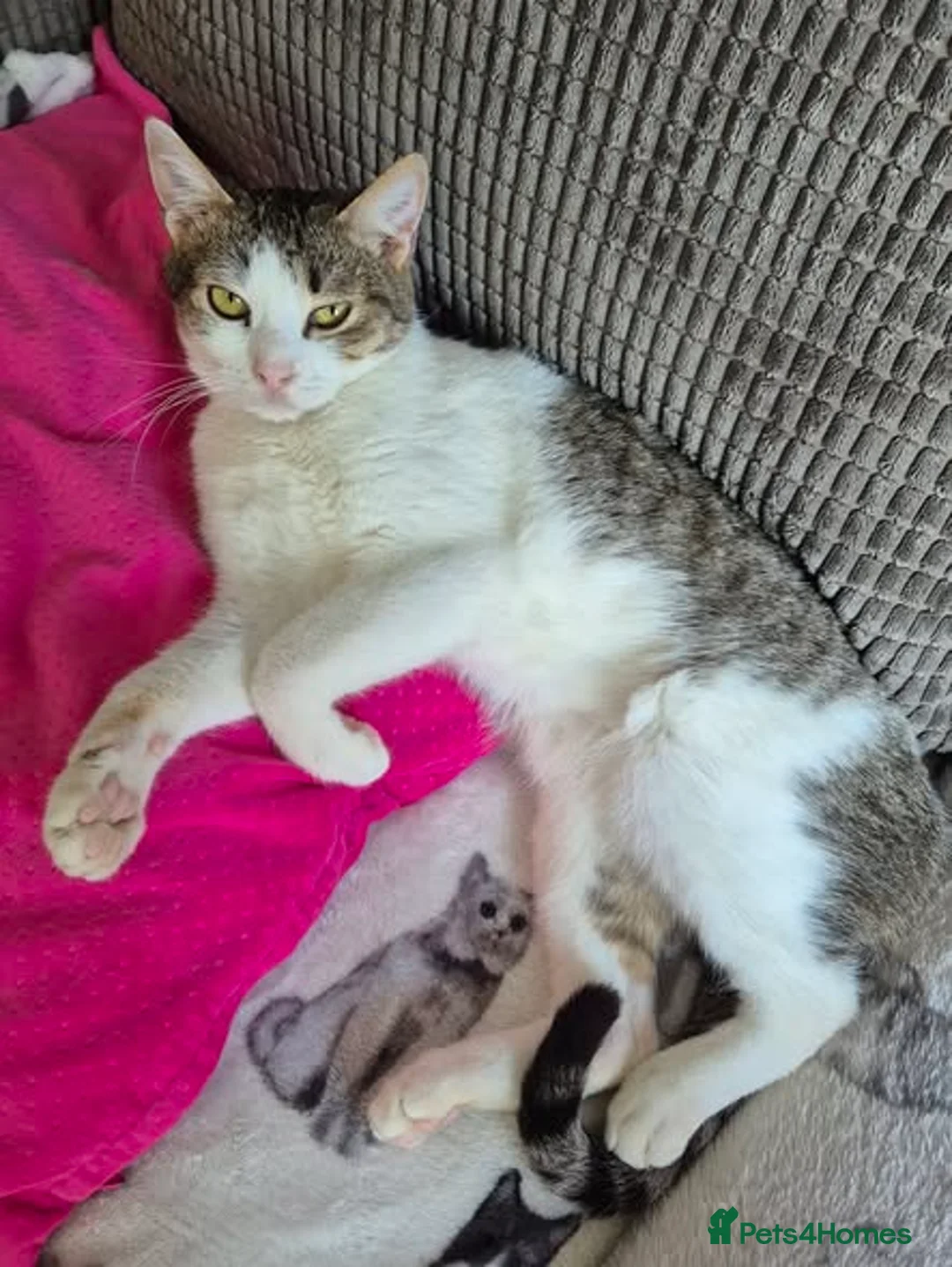 Mixed Breed cats for adoption: Galaxy for adoption in Waterlooville - Advert 4
