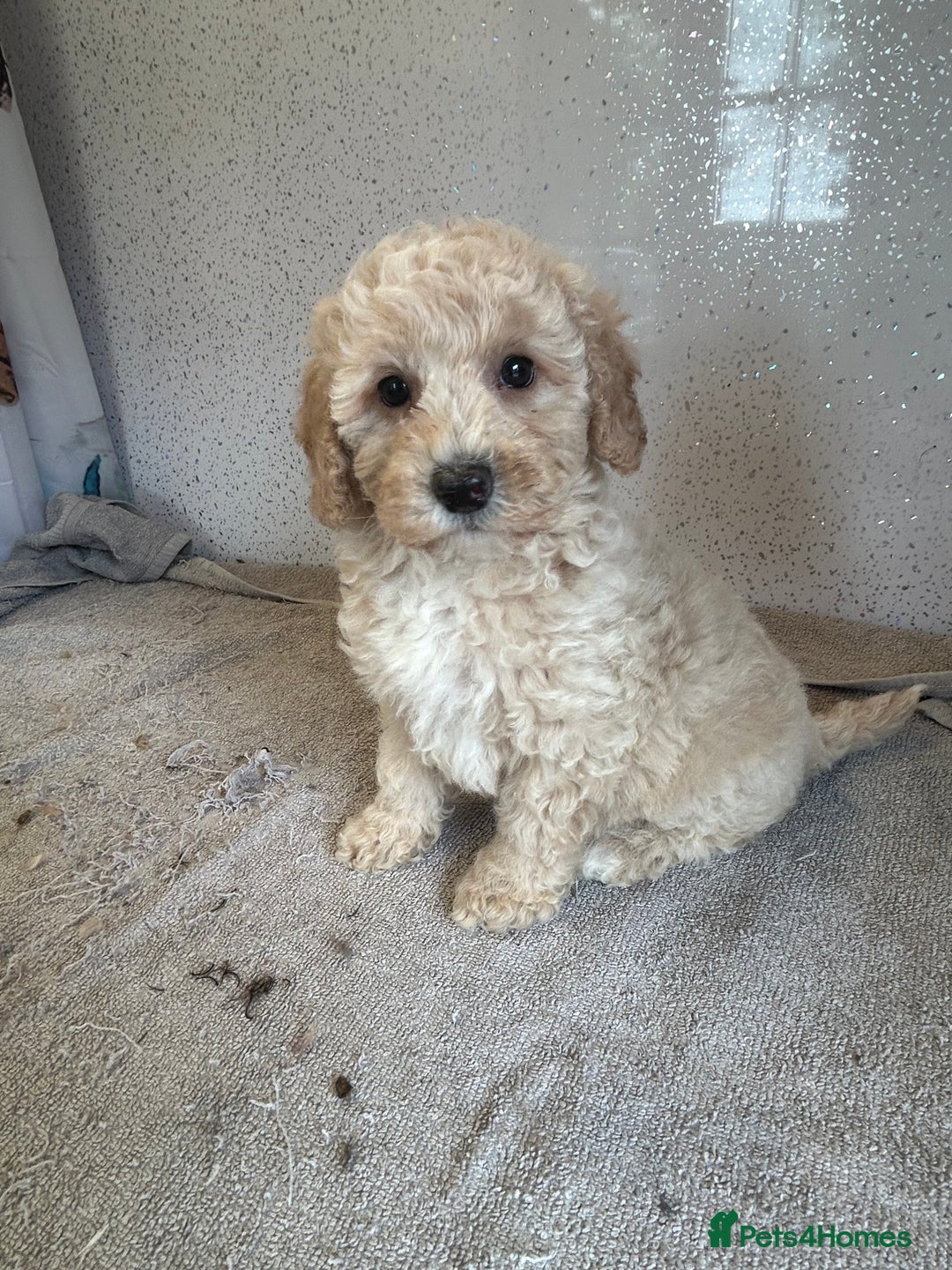 Shihpoo dogs for sale: Stunning shihpoo puppies - Image 4
