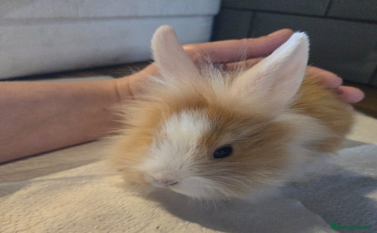 Lionhead rabbits - Advert 2