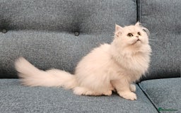British Longhair cats for sale: Excellent Scottish straight Highland Kittens - Image 11