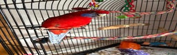 Parakeets birds for sale: Crimson rosella with cage  - Advert 3