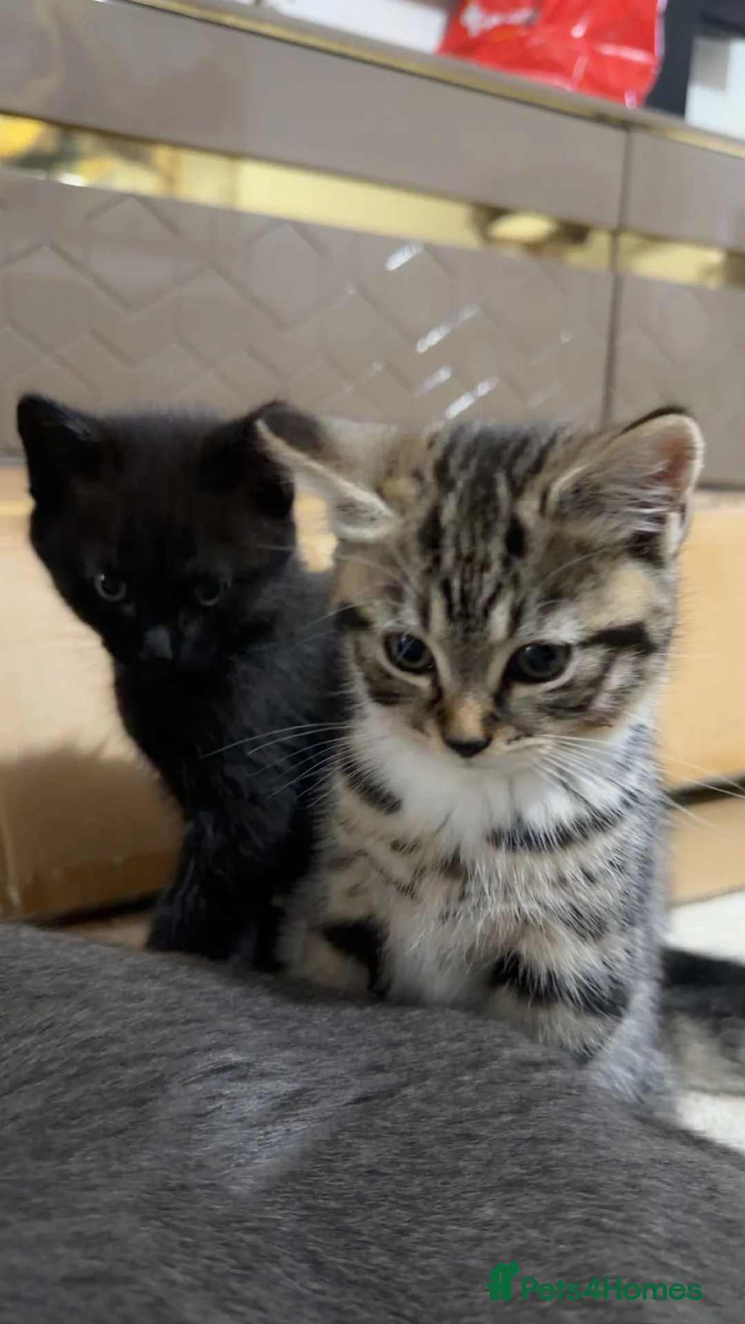 British Shorthair cats for sale: Kitten  - Advert 11