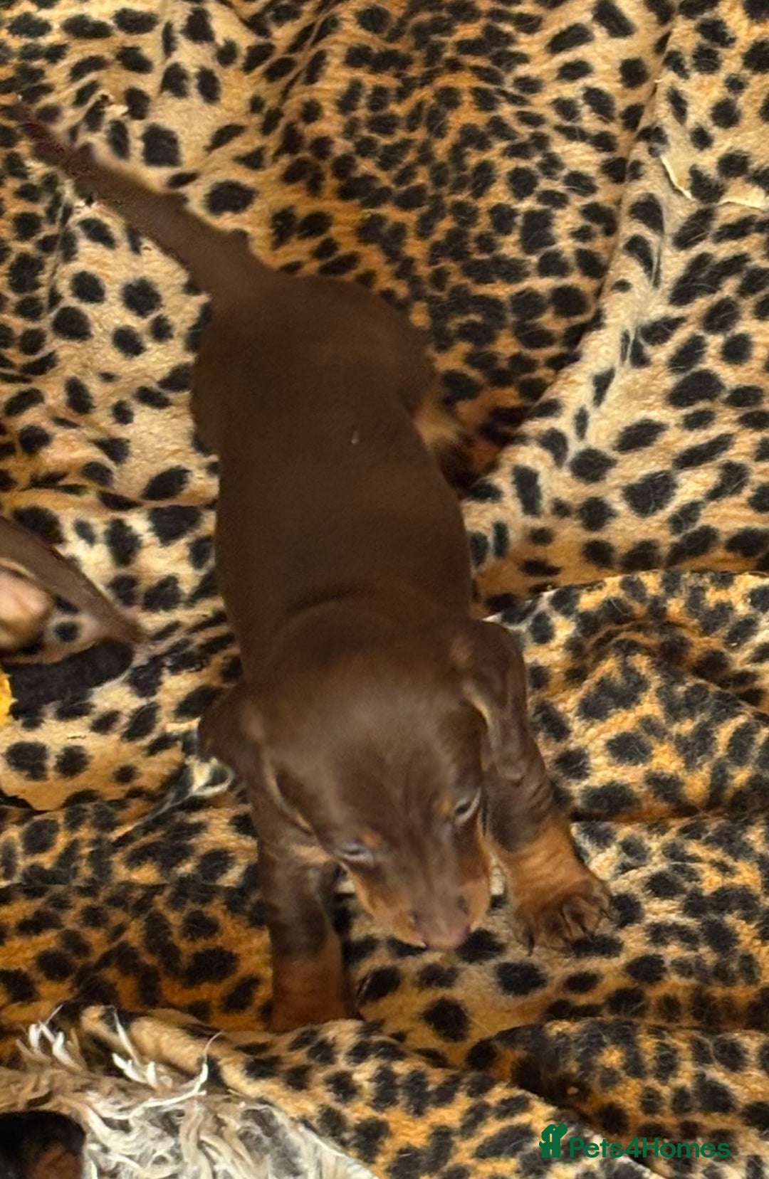 Miniature Dachshund dogs for sale: Miniature dachshund smooth hair pups  - Image 30