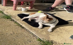 Mixed Breed dogs for sale: Free  - Advert 4