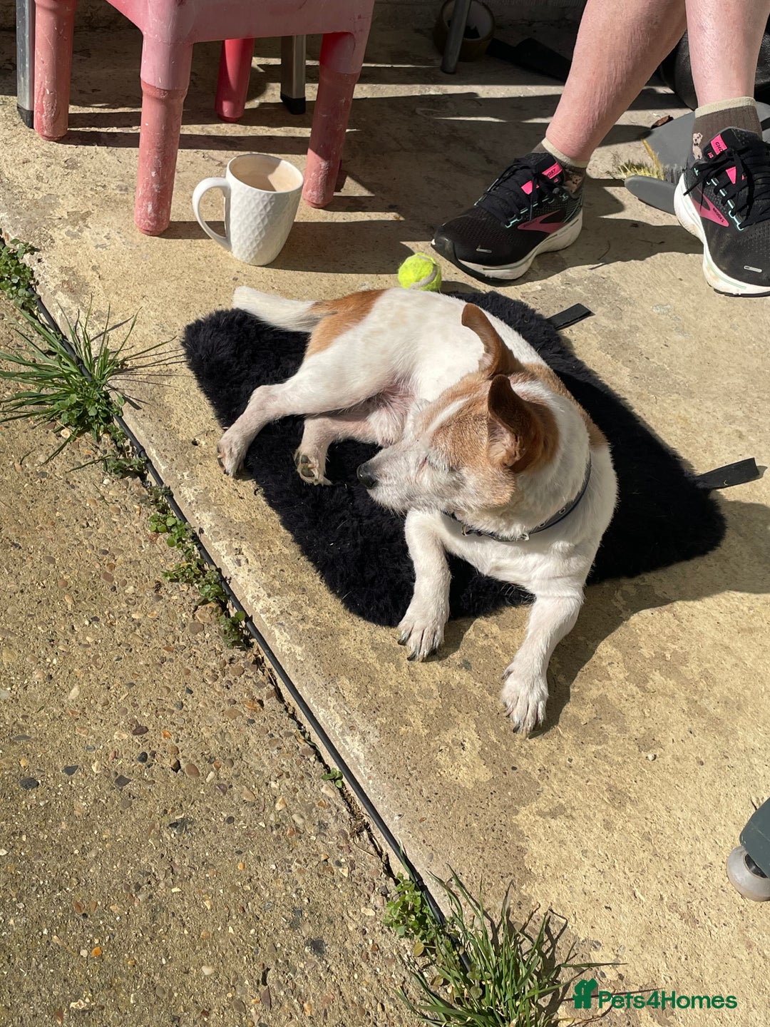 Mixed Breed dogs for sale: Free  - Advert 4