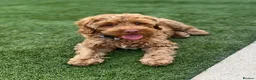 Australian Labradoodle dogs for sale: ♥️♥️price drop/Lovely girl/Australian labradoodle - Advert 9