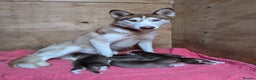 Siberian Husky dogs for sale: Beautiful Siberian Huskies-all with blue eyes - Advert 20