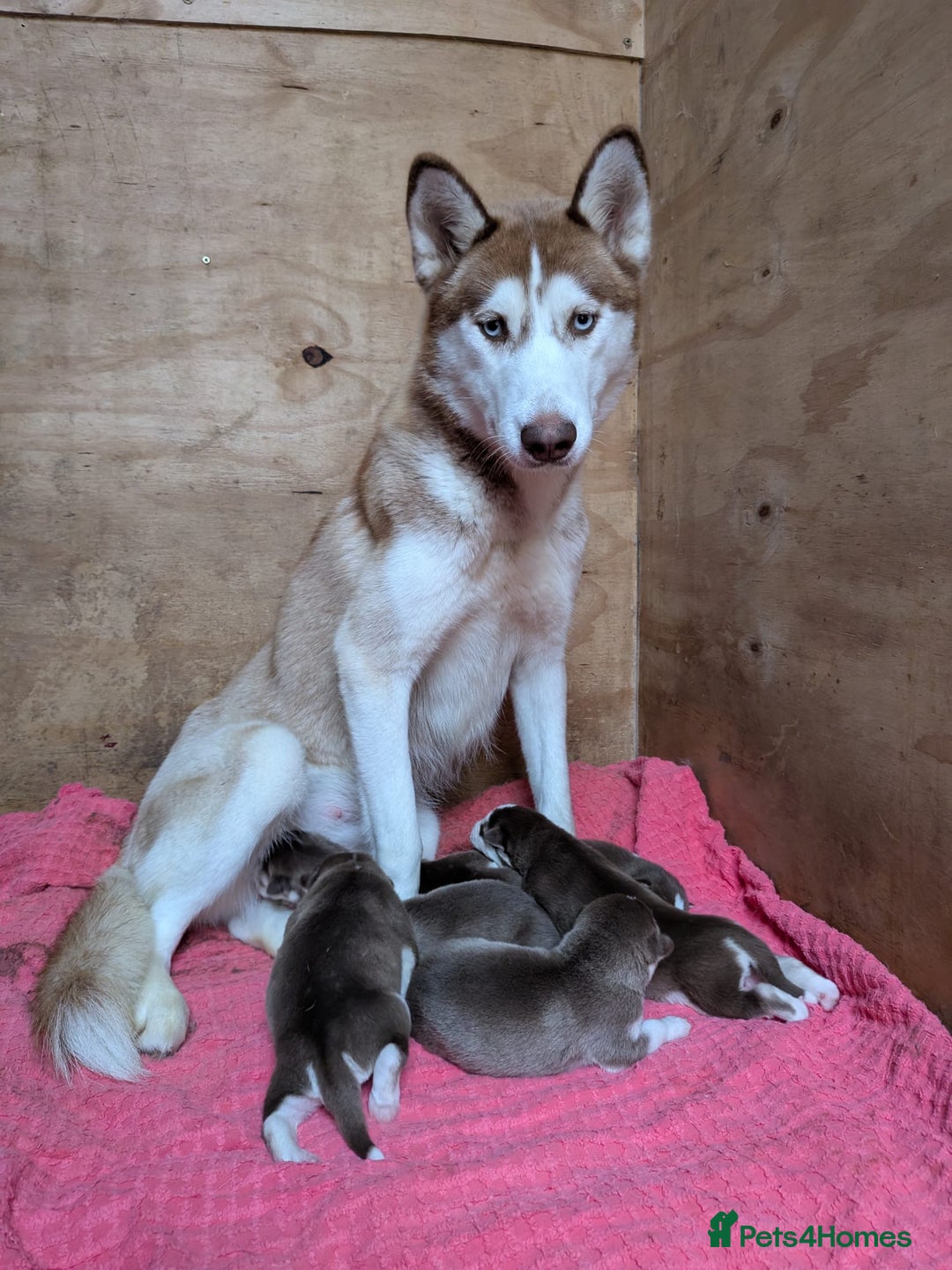 Siberian Husky dogs for sale: Beautiful Siberian Huskies-all with blue eyes - Advert 20