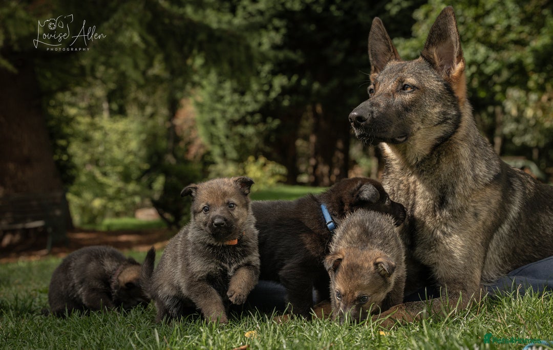 German Shepherd dogs for sale: Lovely German Shepherd Bitch Pup - Image 3
