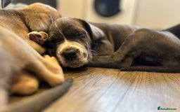 Cane Corso dogs for sale: Purebred Cane Corso puppies  - Image 30