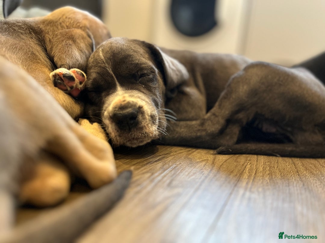 Cane Corso dogs for sale: Purebred Cane Corso puppies  - Image 30