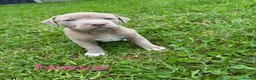 Mixed Breed dogs for sale: Stafford bull terrier cross lurcher in Chesterfield - Advert 13