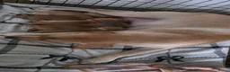 Labrador Retriever dogs for sale: Labrador Retriever  - Advert 6