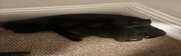 Mixed Breed cats for sale: Adorable black kittens looking for home. in Dover - Advert 1
