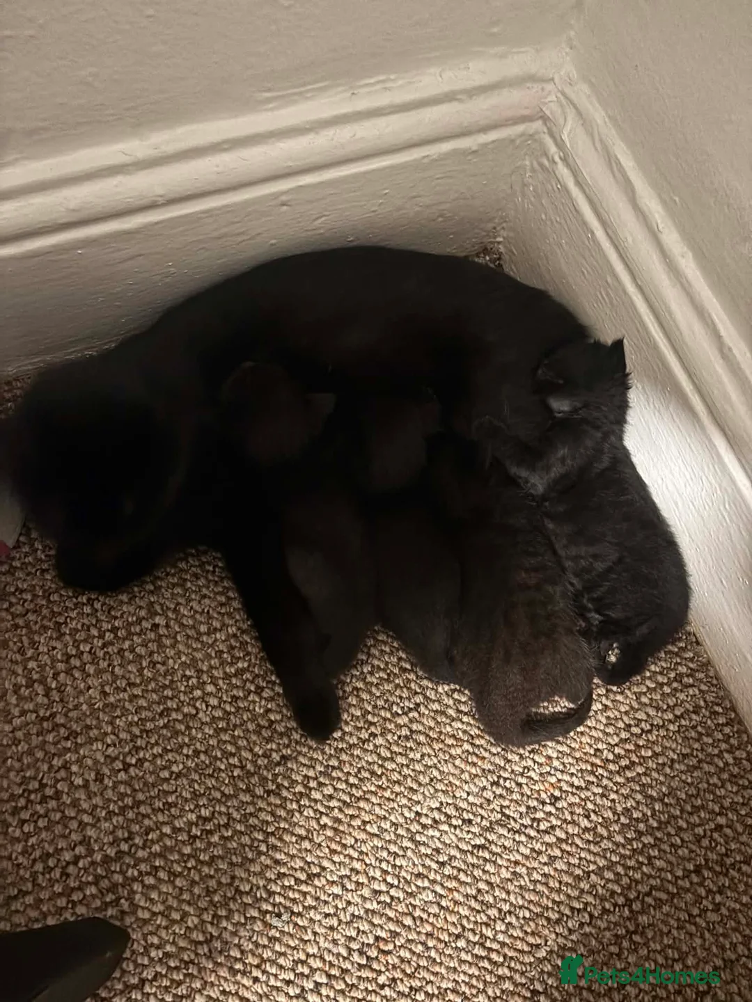 Mixed Breed cats for sale: Adorable black kittens looking for home. in Dover - Advert 1