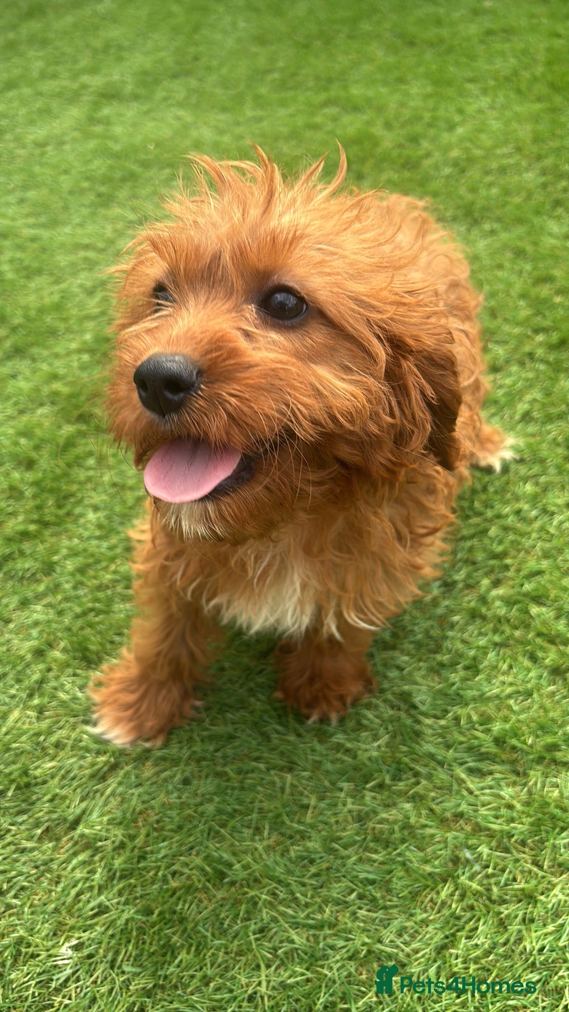 Cavapoo dogs Last Girl Remaining 💕 - Advert 2