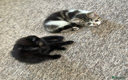 Mixed Breed cats for sale: Beautiful kittens ready for new home  - Image 12