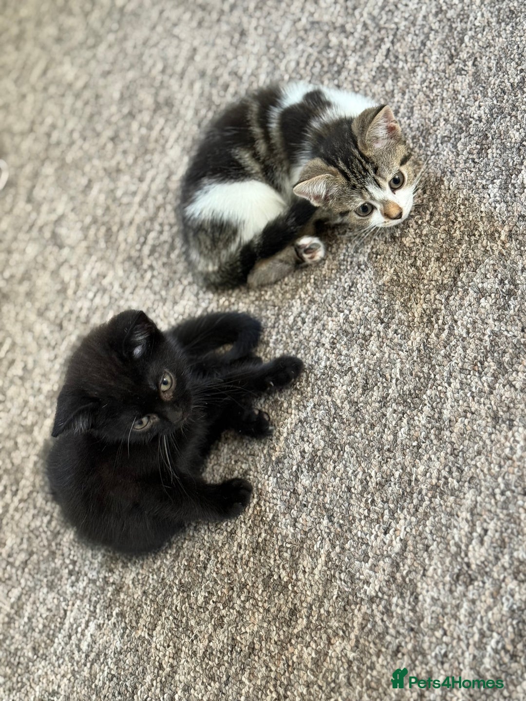 Mixed Breed cats for sale: Beautiful kittens ready for new home  - Image 12