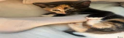 Mixed Breed cats for sale: 2 kittens 1 female 1 male  - Advert 6
