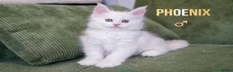Maine Coon cats for sale: Rare Silver Shaded TICA Maine Coon Kittens in Canvey Island - Advert 10