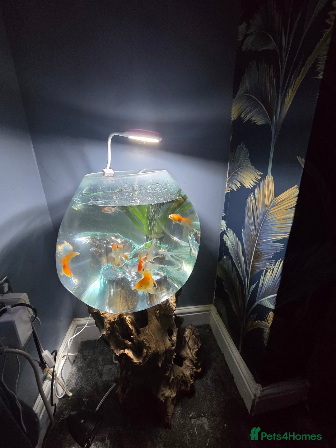 Fancy Goldfish fish for sale: Unique fish tank with stand - Advert 4