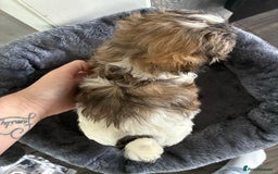 Shih Tzu dogs for sale: Shihtzu pups - Image 2