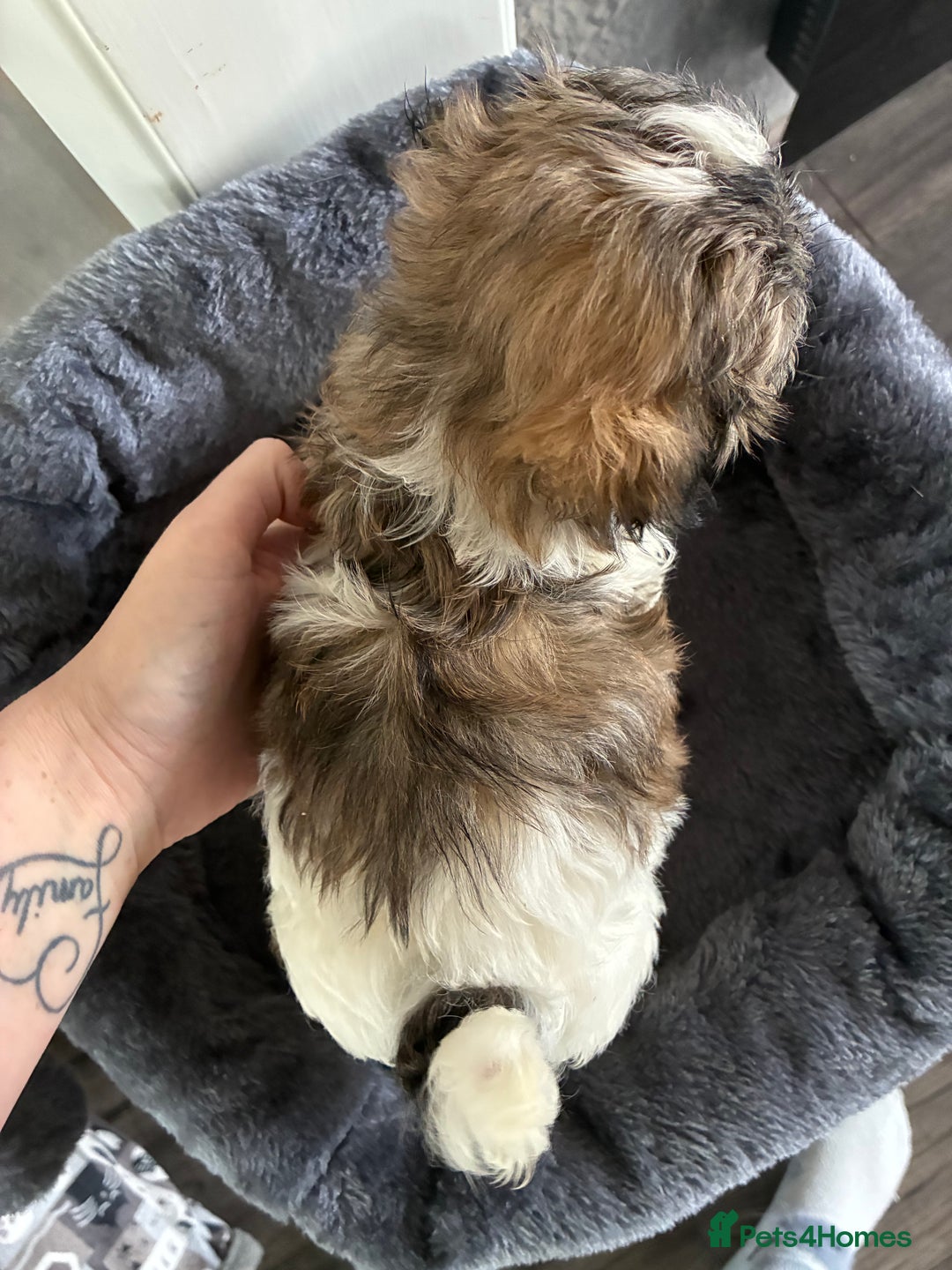 Shih Tzu dogs for sale: Shihtzu pups - Image 2