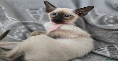 Siamese cats - Advert 8