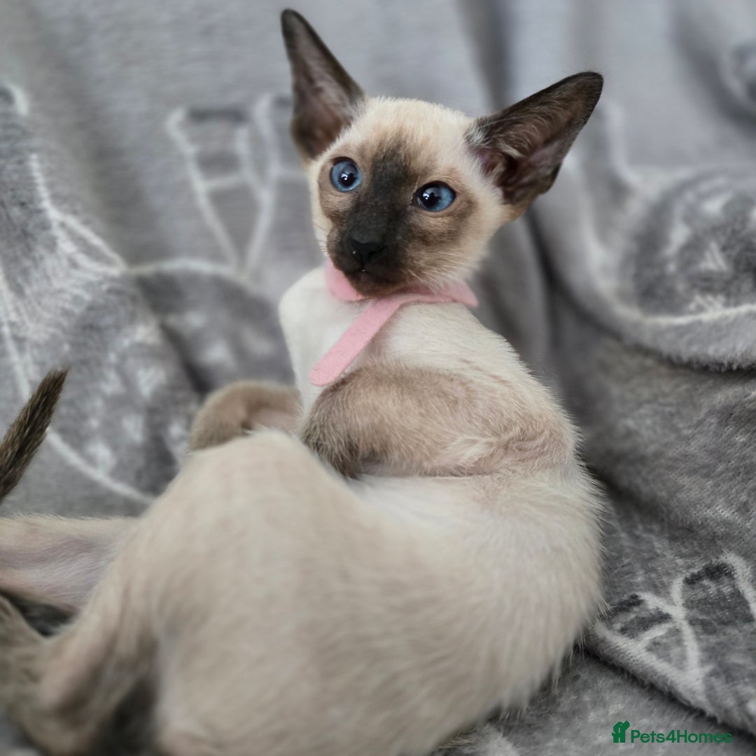 Siamese cats for sale: Four gorgeous girls - Image 2