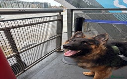 German Shepherd dogs for sale: Rehoming 1 Year Old German Shepherd Male - Image 5