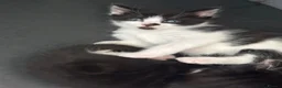 Domestic Shorthair cats for sale: BEAUTIFUL BLACK & White Tuxedo Kittens  in Ilford - Advert 10