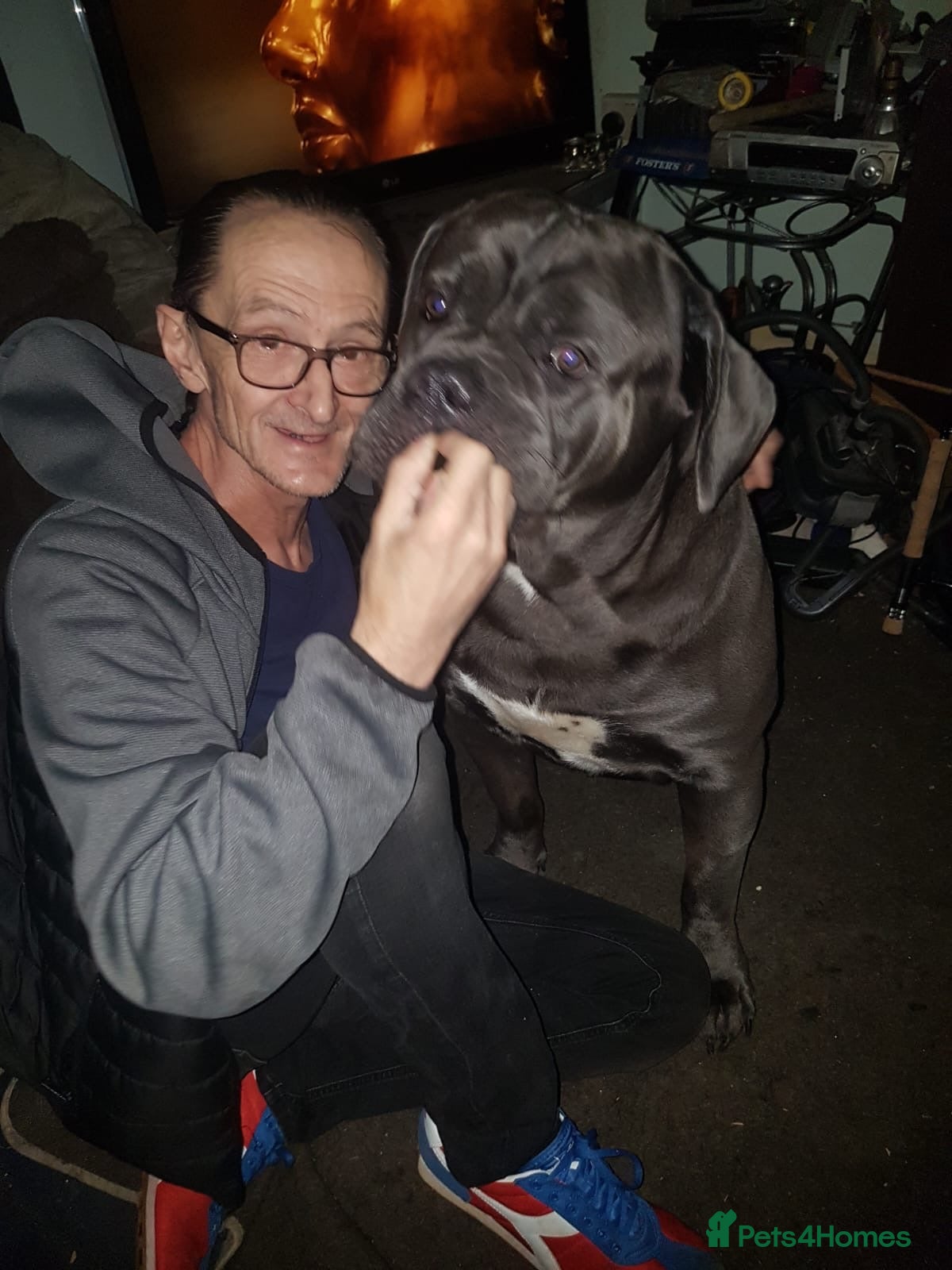 Cane Corso dogs 2 year cane corso male - Advert 4