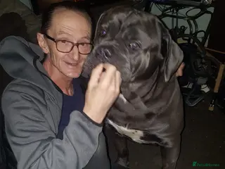 Cane Corso dogs 2 year cane corso male - Advert 4