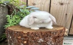 Mini Lop rabbits for sale: ⭐️ FRIENDLY PUREBRED MINI LOP BUNNIES ⭐️ - Image 17