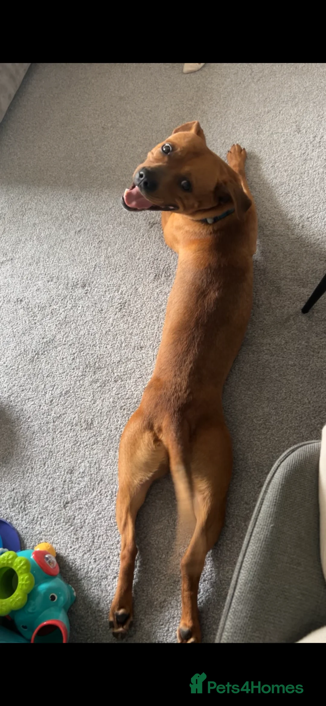 Mixed Breed dogs for sale: Tanner - Advert 2