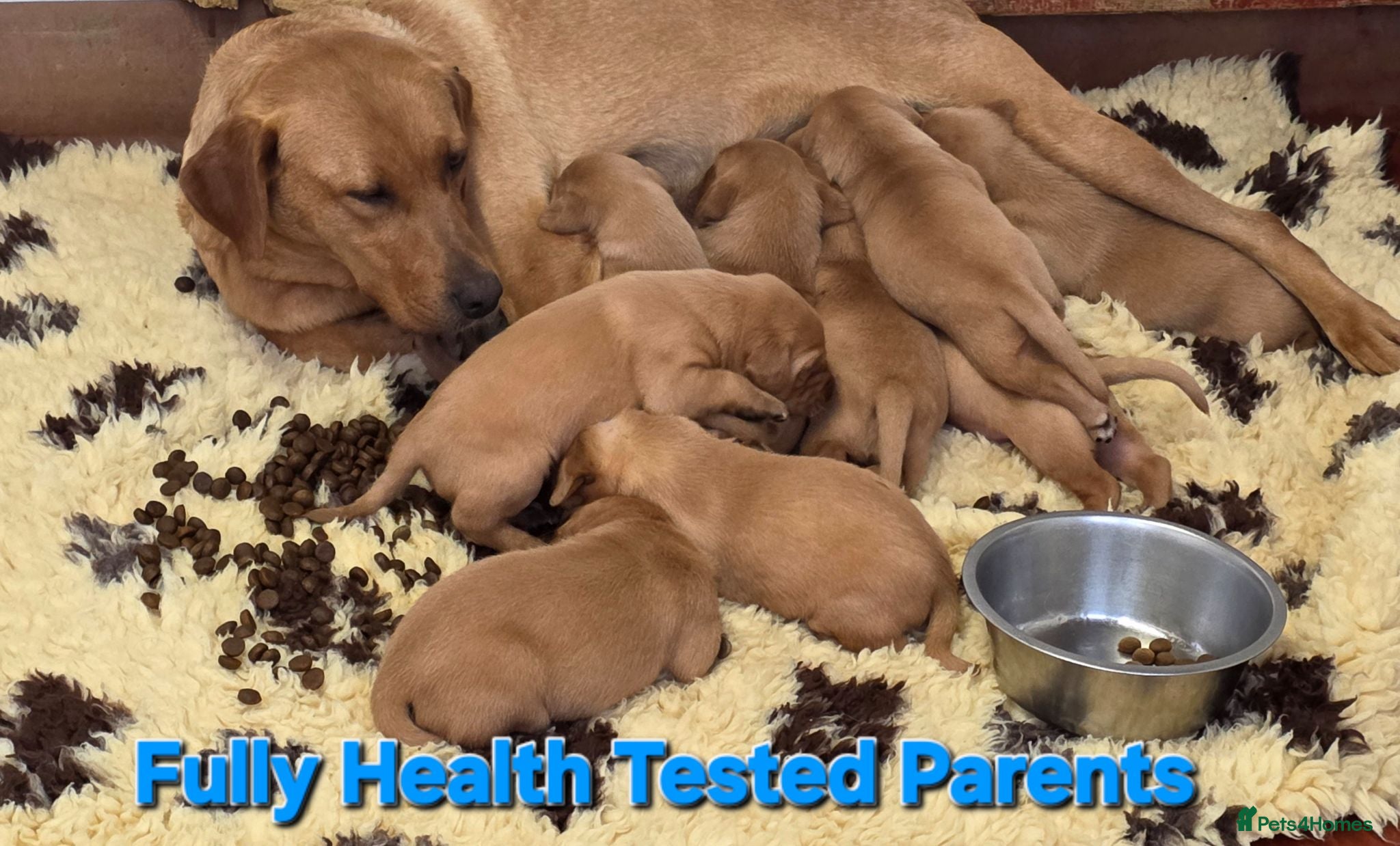 Labrador Retriever dogs Fantastic Fox Red Labrador Puppies  - Advert 1