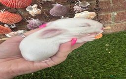 Mini Lop rabbits for sale: Stunning mini lops - Image 16