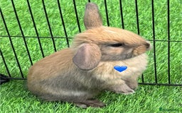 Mini Lop rabbits for sale: Mini lop - Image 2