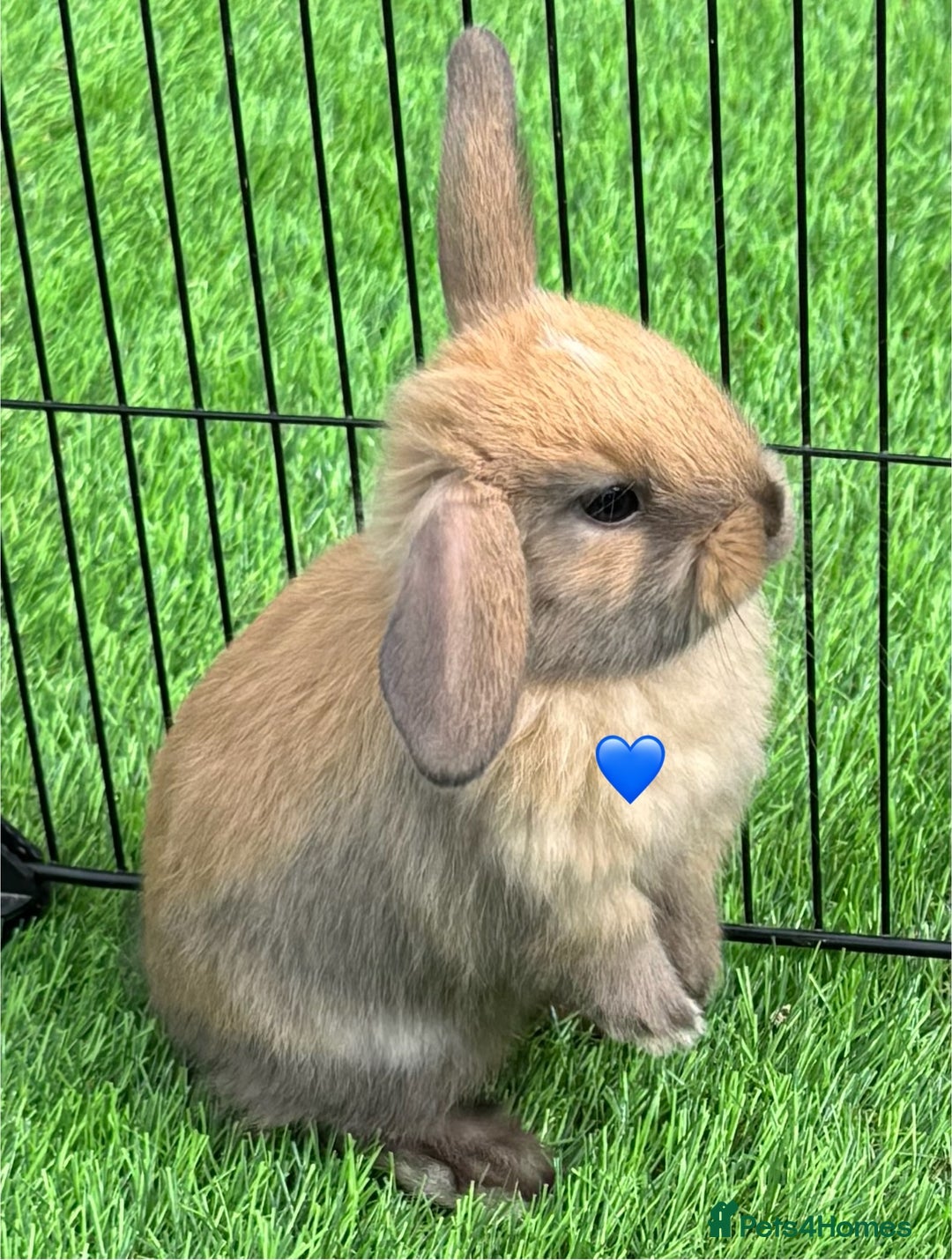 Mini Lop rabbits for sale: Mini lop - Image 2