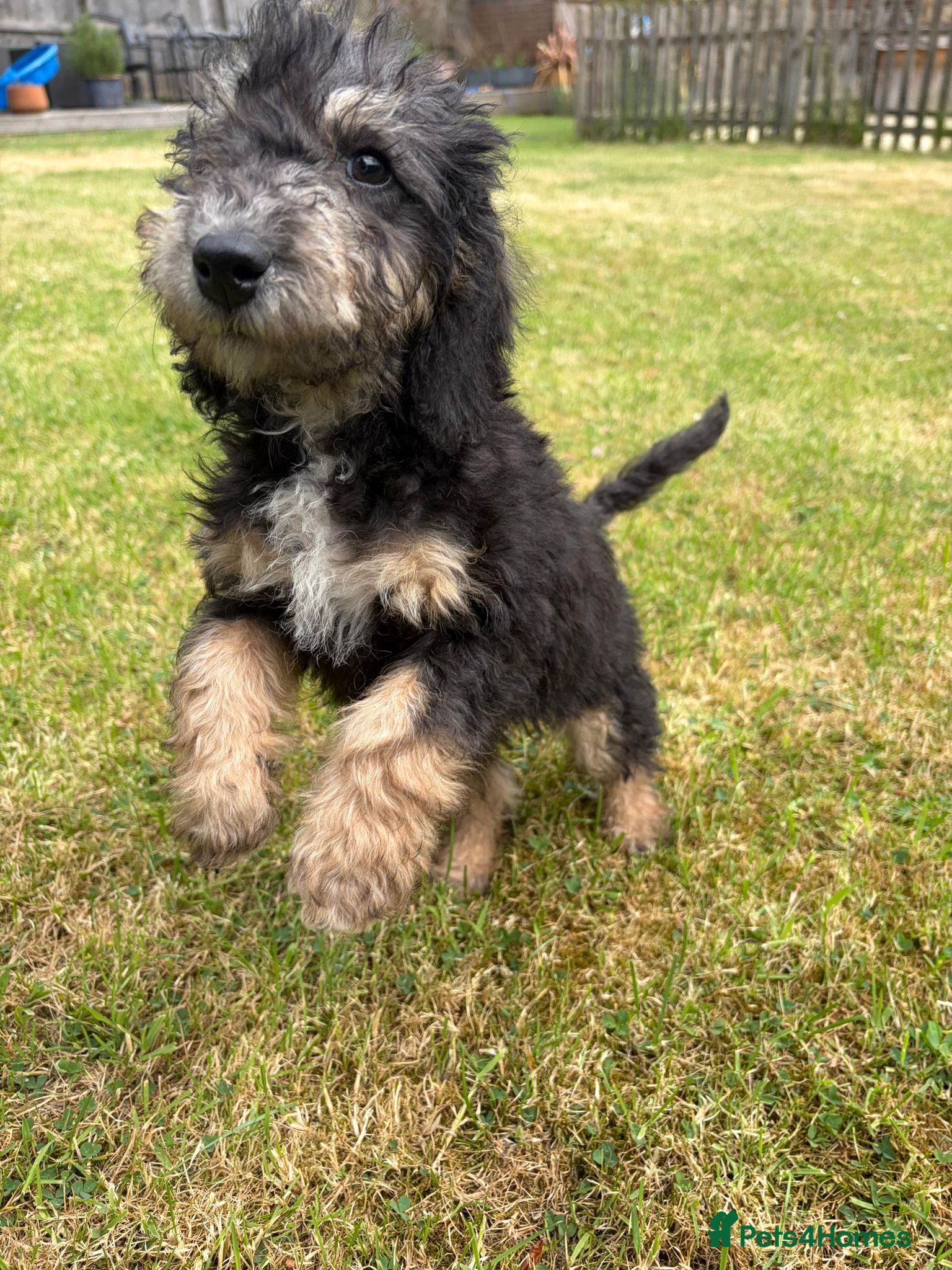 Bedlington Terrier dogs Beautiful KC Bedlington terriers  - Advert 2
