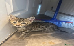 Bengal cats for sale: 9 week old kittens for sale - Advert 7