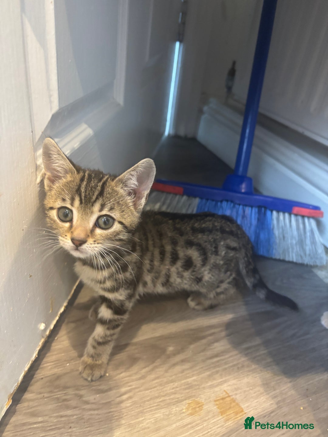 Bengal cats for sale: 9 week old kittens for sale - Advert 7
