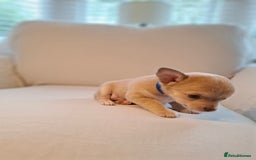 Chihuahua dogs for sale: Chihuahua puppies for sale - Image 19