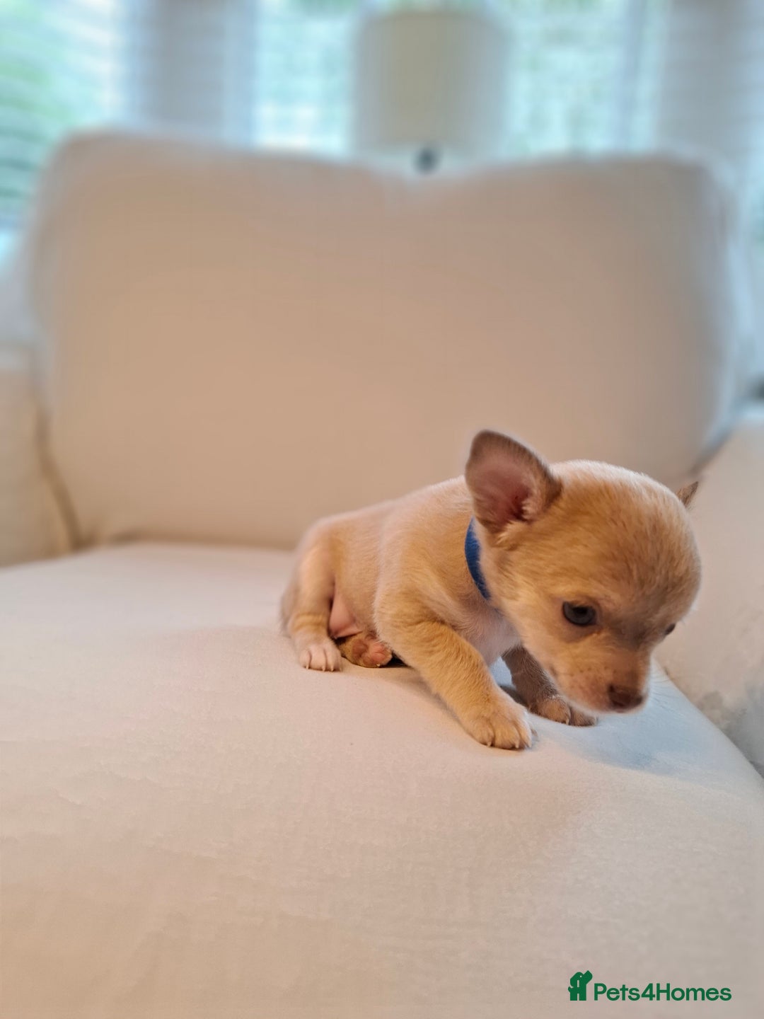 Chihuahua dogs for sale: Chihuahua puppies for sale - Image 19