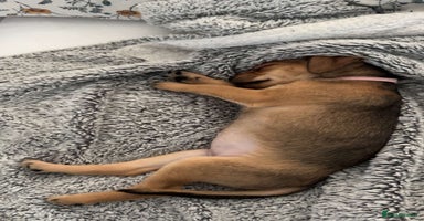 Mixed Breed dogs - Advert 16
