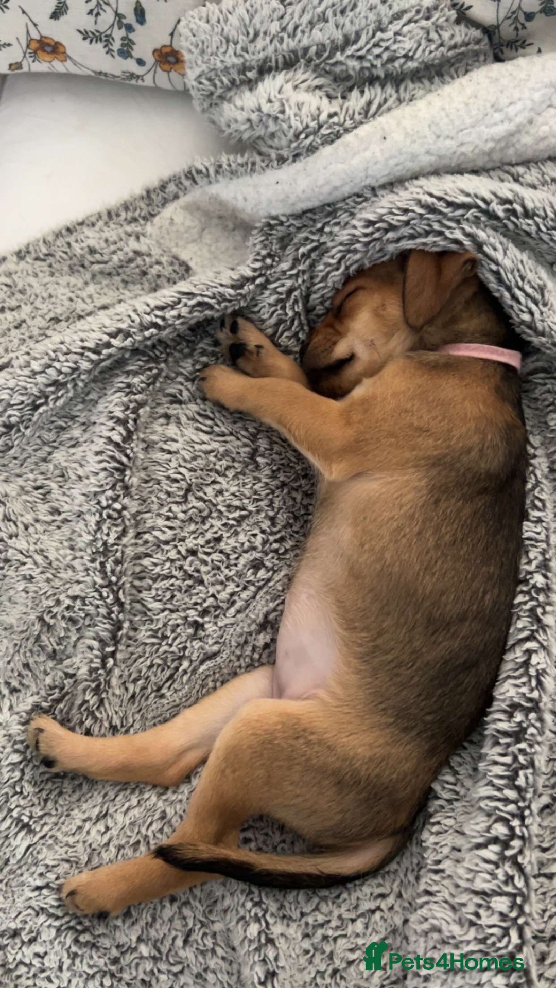 Mixed Breed dogs for sale:  Puggle x Patterdale Puppies - Image 5