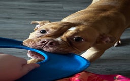 Old Tyme Bulldog dogs for sale: Old Tyme English Bulldog - Image 2