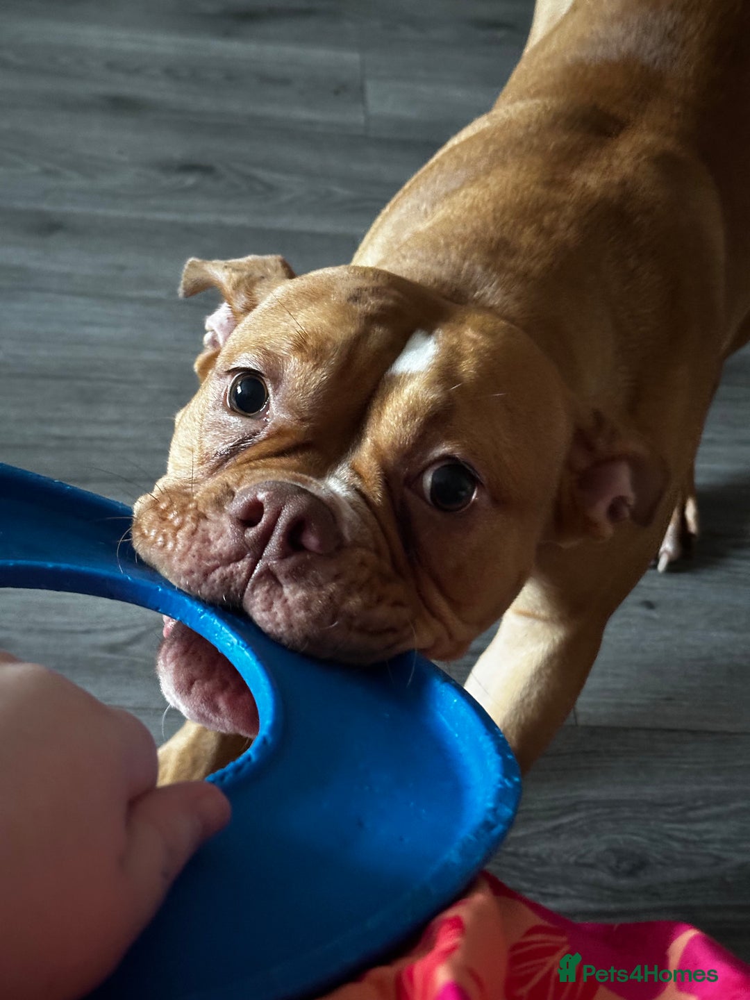 Old Tyme Bulldog dogs for sale: Old Tyme English Bulldog - Image 2