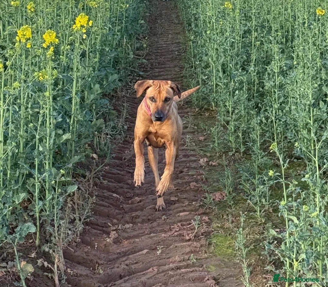 Rhodesian Ridgeback dogs for sale: Rhodesian ridgeback puppies in Wolverhampton - Advert 1