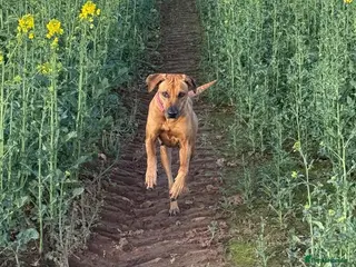 Rhodesian Ridgeback dogs Rhodesian ridgeback puppies - Advert 1